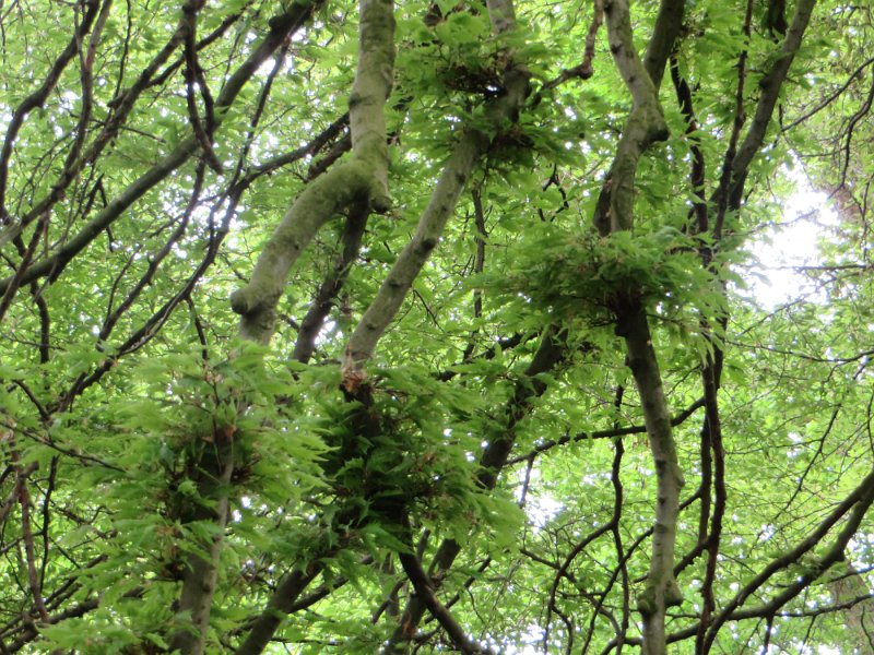 Farnbuche ((Fagus sylvatica) (7)